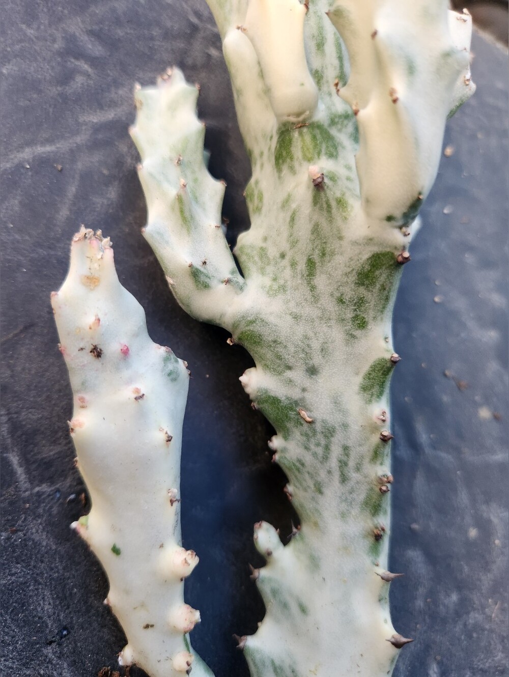 RARE 10" Euphorbia Lactea Ghost Variegated Dragon Bones With multiple arms - Picture 8 of 14
